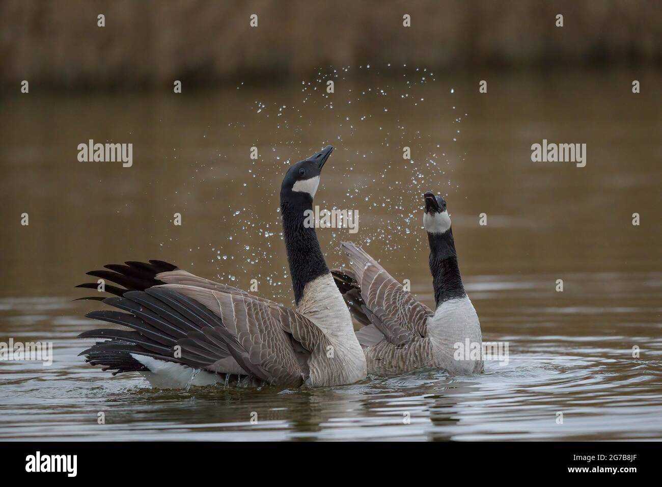 Canada goose clearance germany gmbh