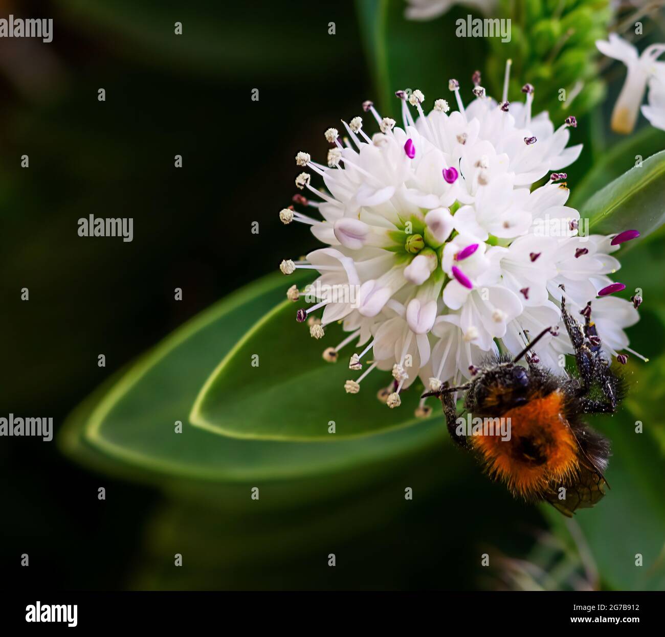 Close-Up Of A Bee Busily Collecting Pollen From A Hee Bee Flower Stock Photo