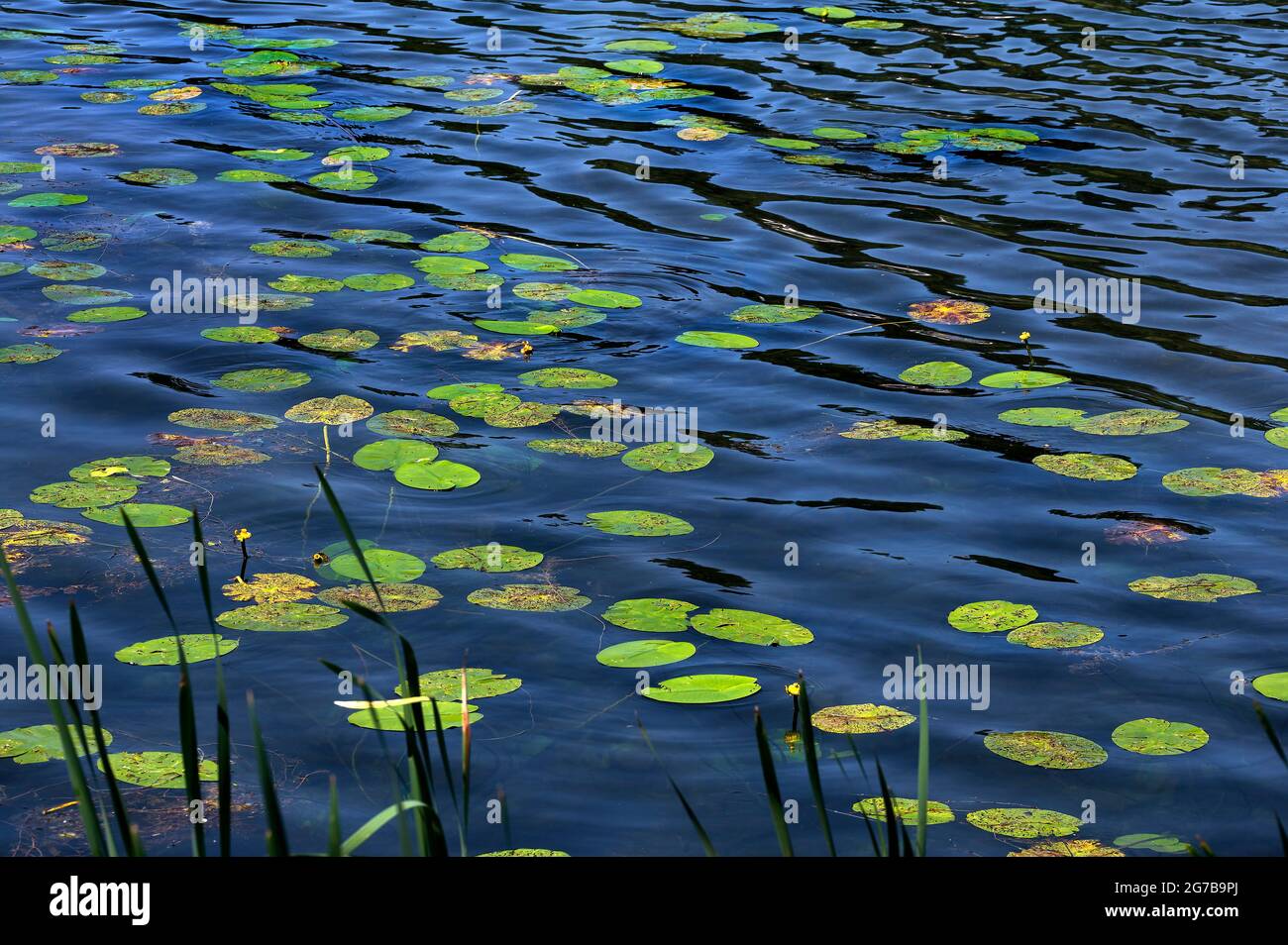 Lily pads, Klostersee, Seeon-Seebruck, Upper Bavaria, Bavaria, Germany Stock Photo