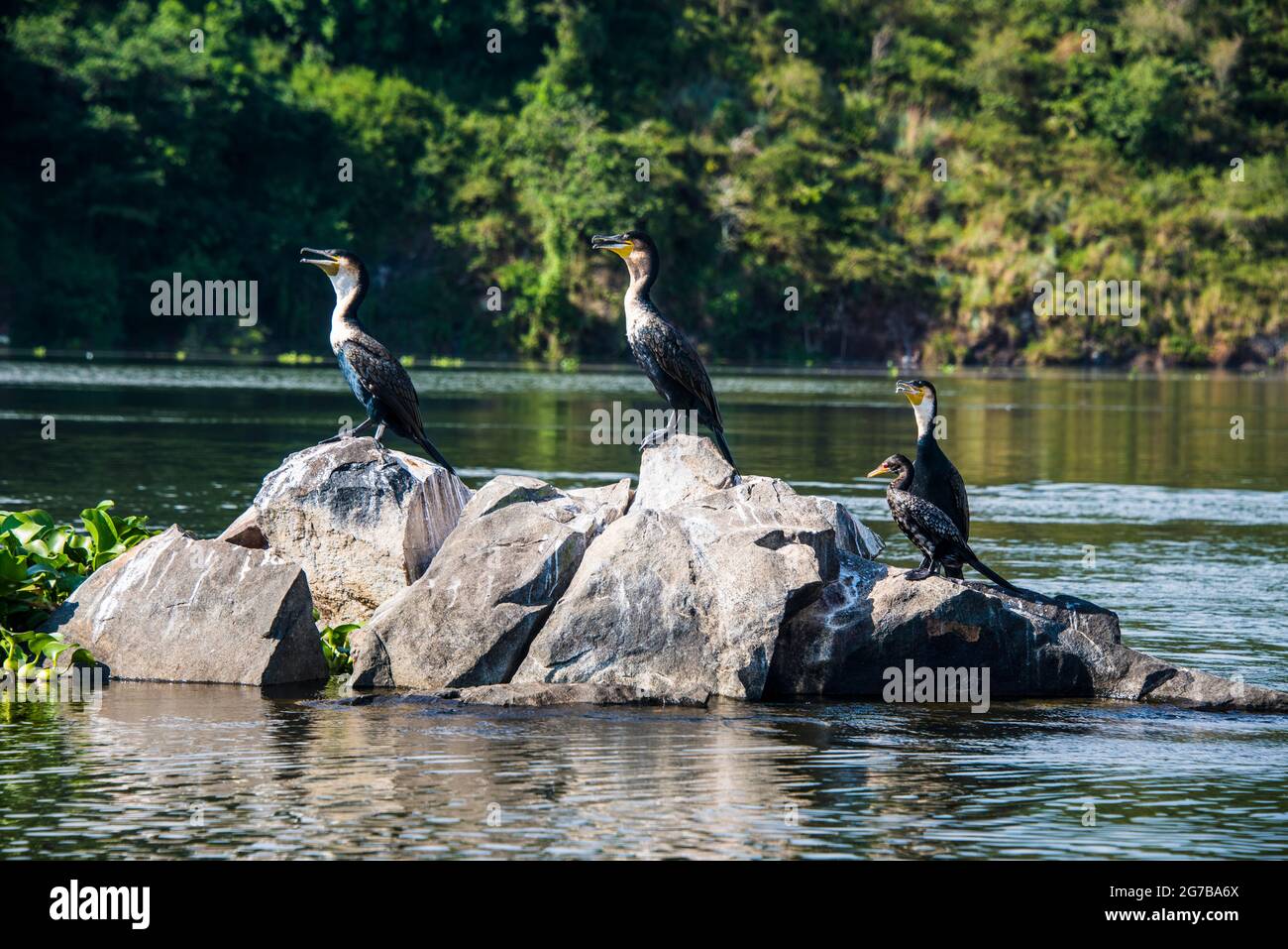 White-breasted Cormorans (Phalacrocorax lucidus) sitting on a tree on a little island at the source of the Nile, Jinja, Uganda, Africa Stock Photo