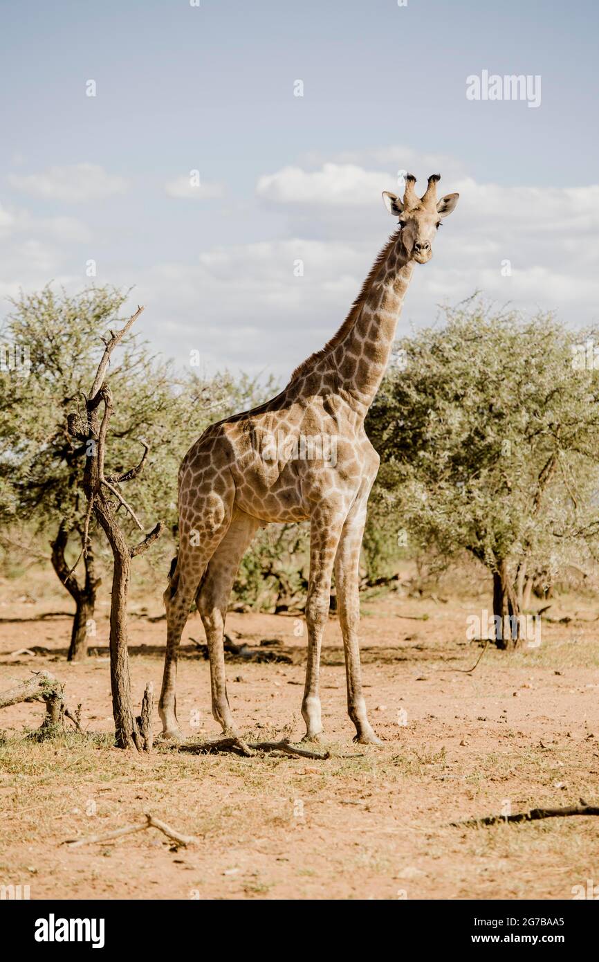 Angolan Giraffe (Giraffa Giraffa angolensis), Erindi Game Reserve, Namibia Stock Photo