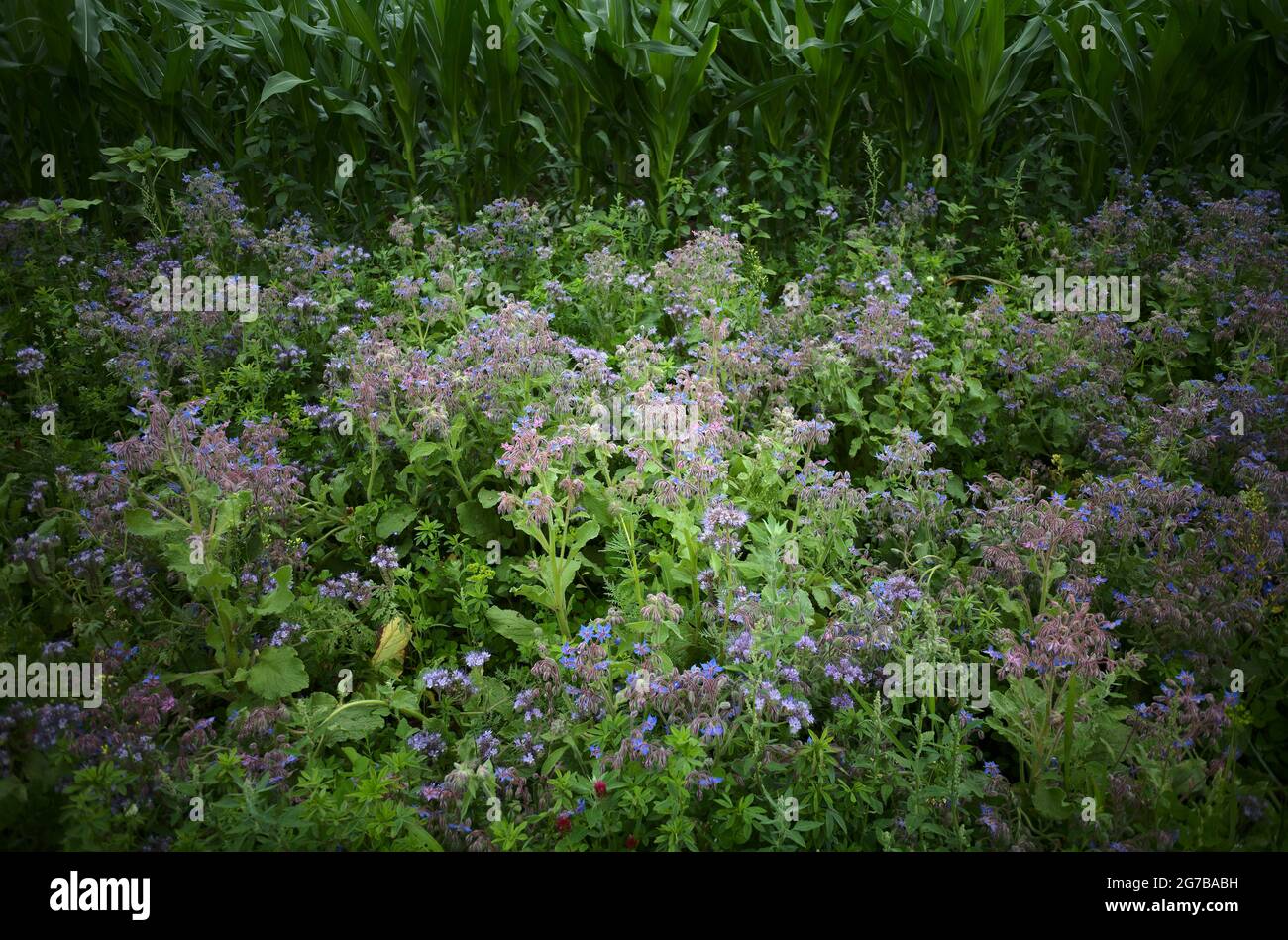 Borage (Borrago officinalis), also known as cucumber herb, as a flowering strip to promote biodiversity next to a maize field, Baden-Wuerttemberg Stock Photo