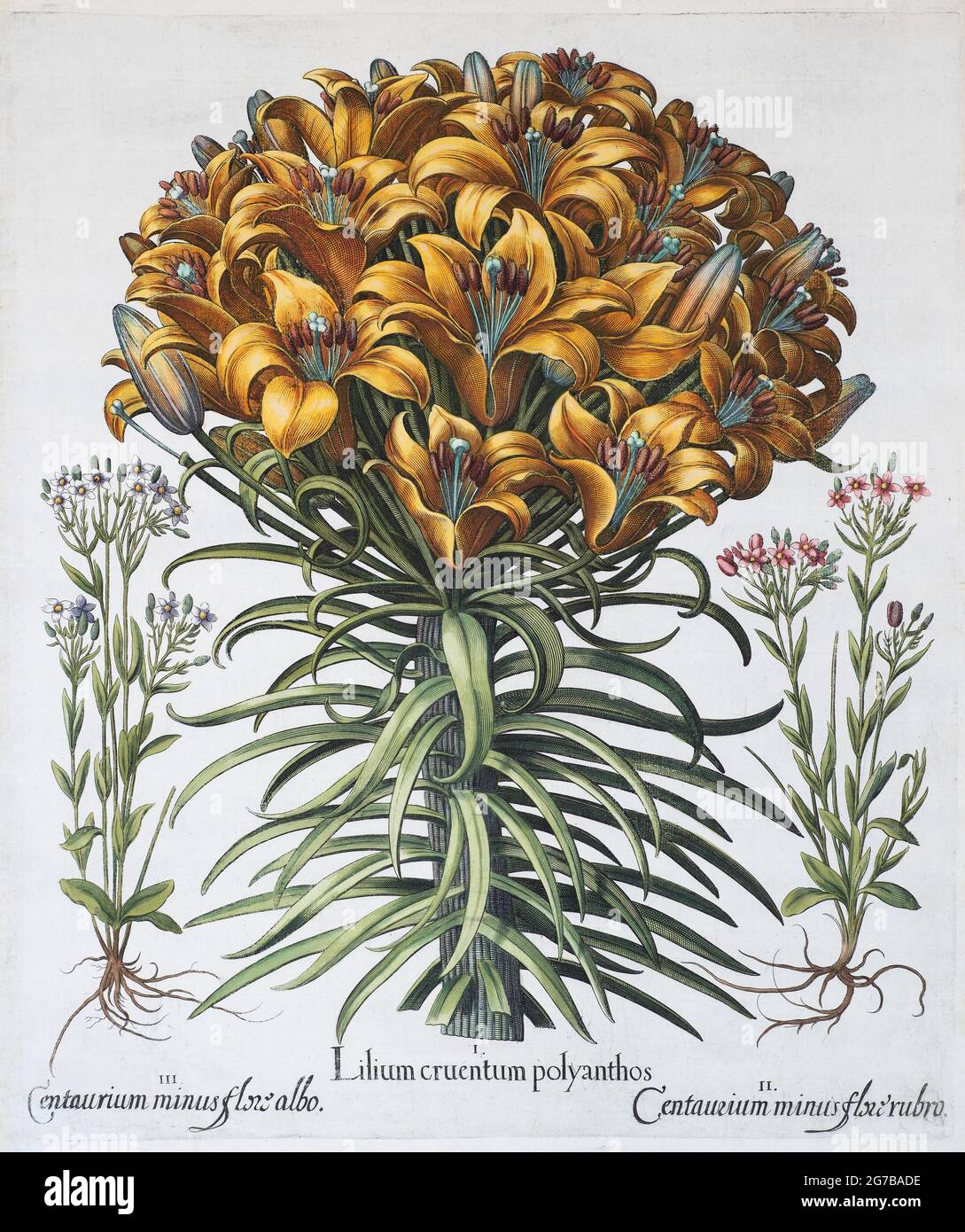 Lily (Lilium), hand-coloured copper engraving by Basilius Besler, from Hortus Eystettensis, 1613 Stock Photo