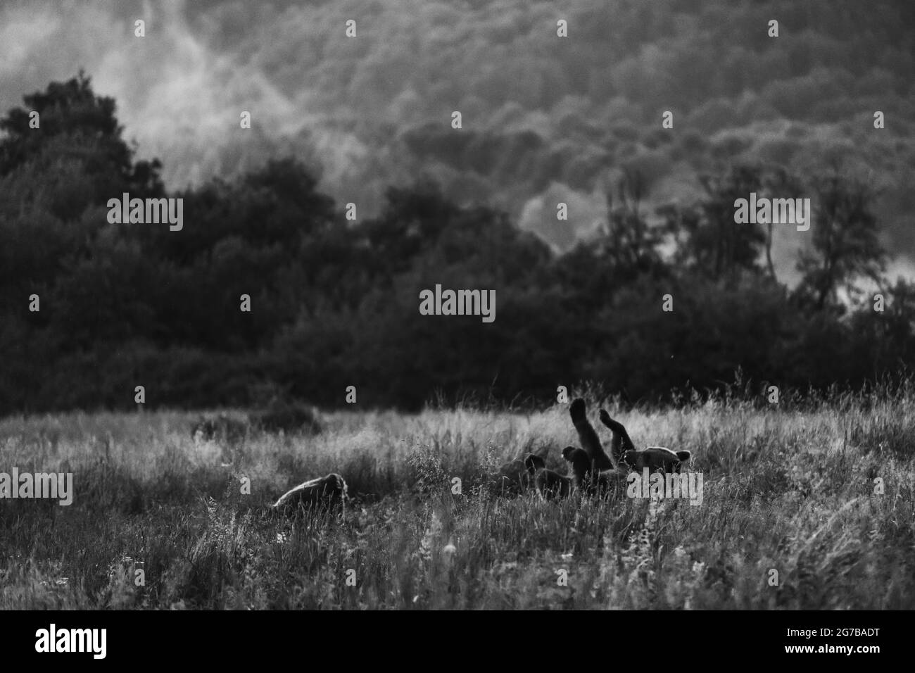 Brown bear (Ursus arctos) funny, on the meadow, Bieszczady, Poland Stock Photo