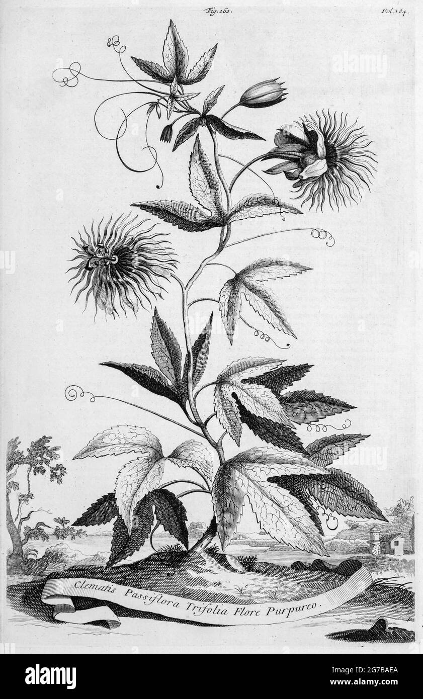 Passion flower blue passion flower (Passiflora caerulea), copperplate engraving by Abraham