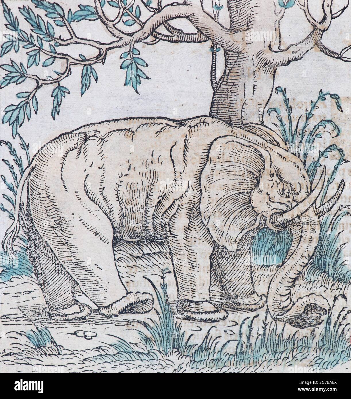 Elephant Indian elephant (Elephas maximus indicus), hand-coloured woodcut by Sebastian Muenster from the Cosmographia Universalis, Basel 1550 Stock Photo