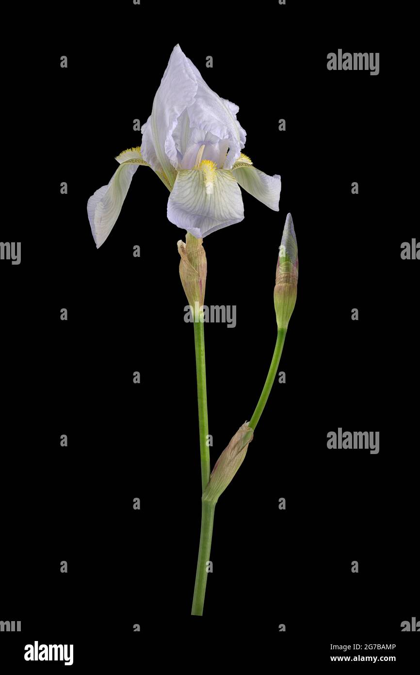 Violet root (Iris germanica 'Florentina'), Germany Stock Photo - Alamy