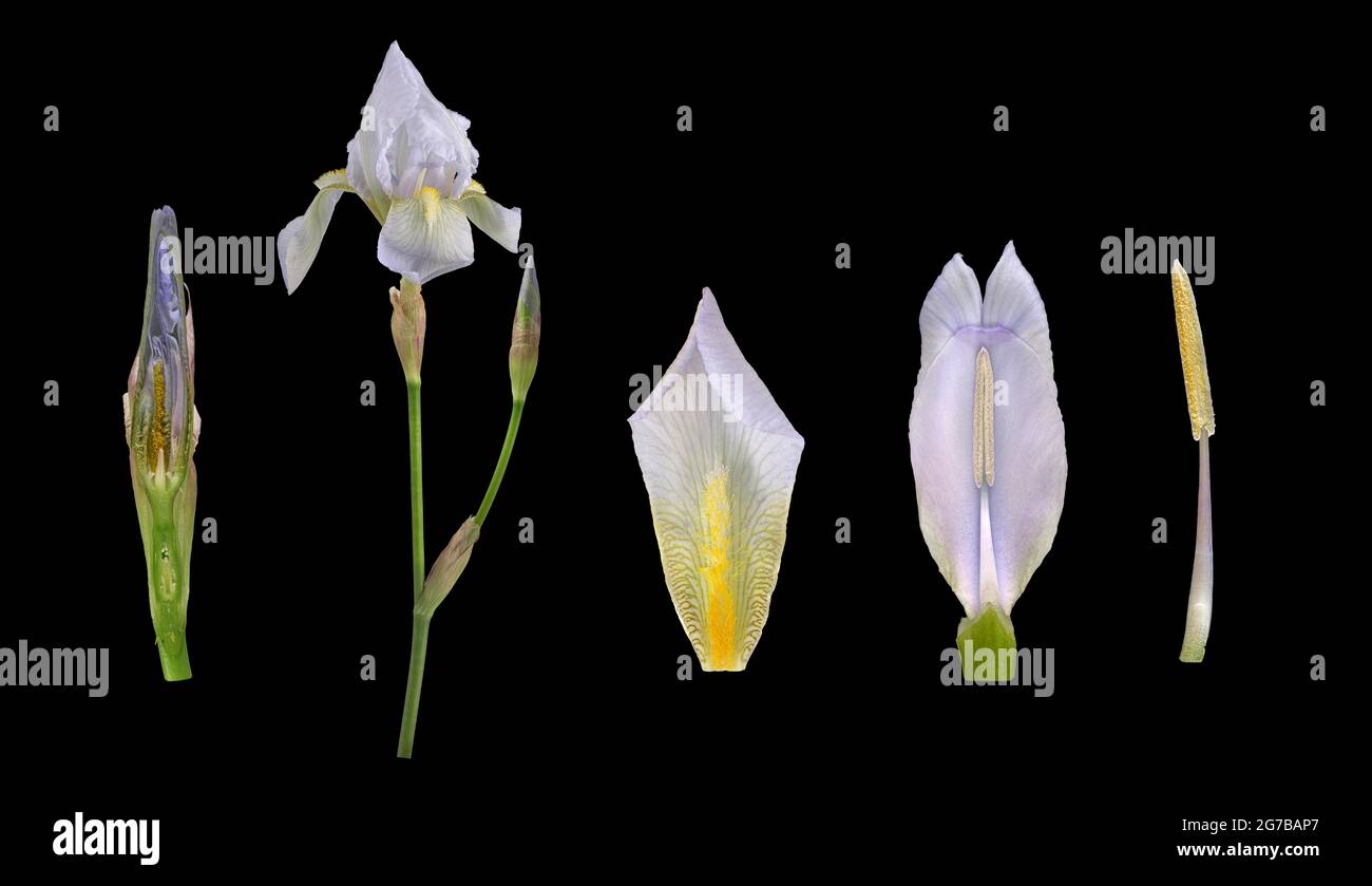 Violet root (Iris germanica 'Florentina'), flower, bud, pollen leaf ...