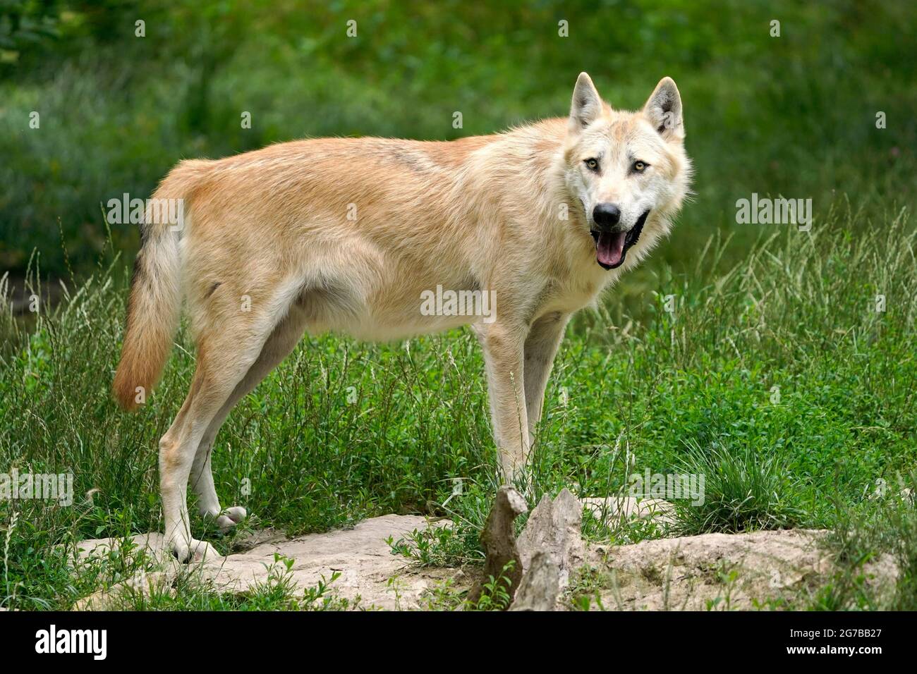 Timberwolf, American wolf Mackenzie Valley Wolf (Canis lupus ...