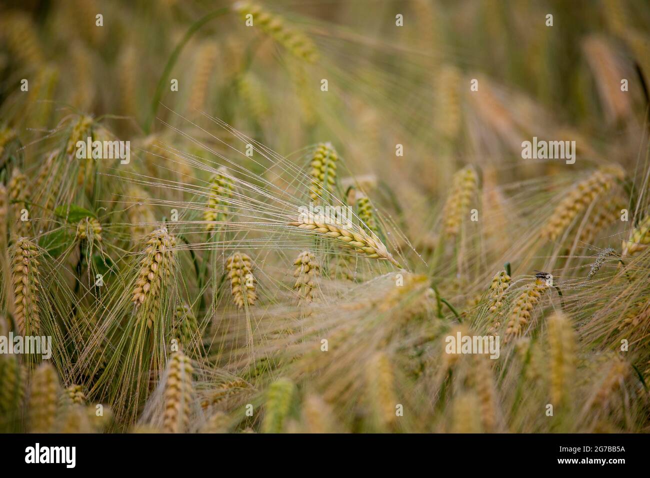 Ear of Barley (Hordeum vulgare) with dewdrops, Ingerkingen, Baden-Wuerttemberg, Germany Stock Photo