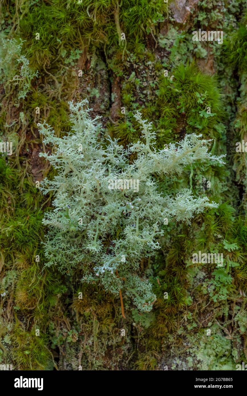 Globe Ball Lichen, Sphaerophorus globosus, on old growth conifer tree trunk along the Skookum Flats Trail, Mount Baker-Snoqualmie National Forest, Was Stock Photo