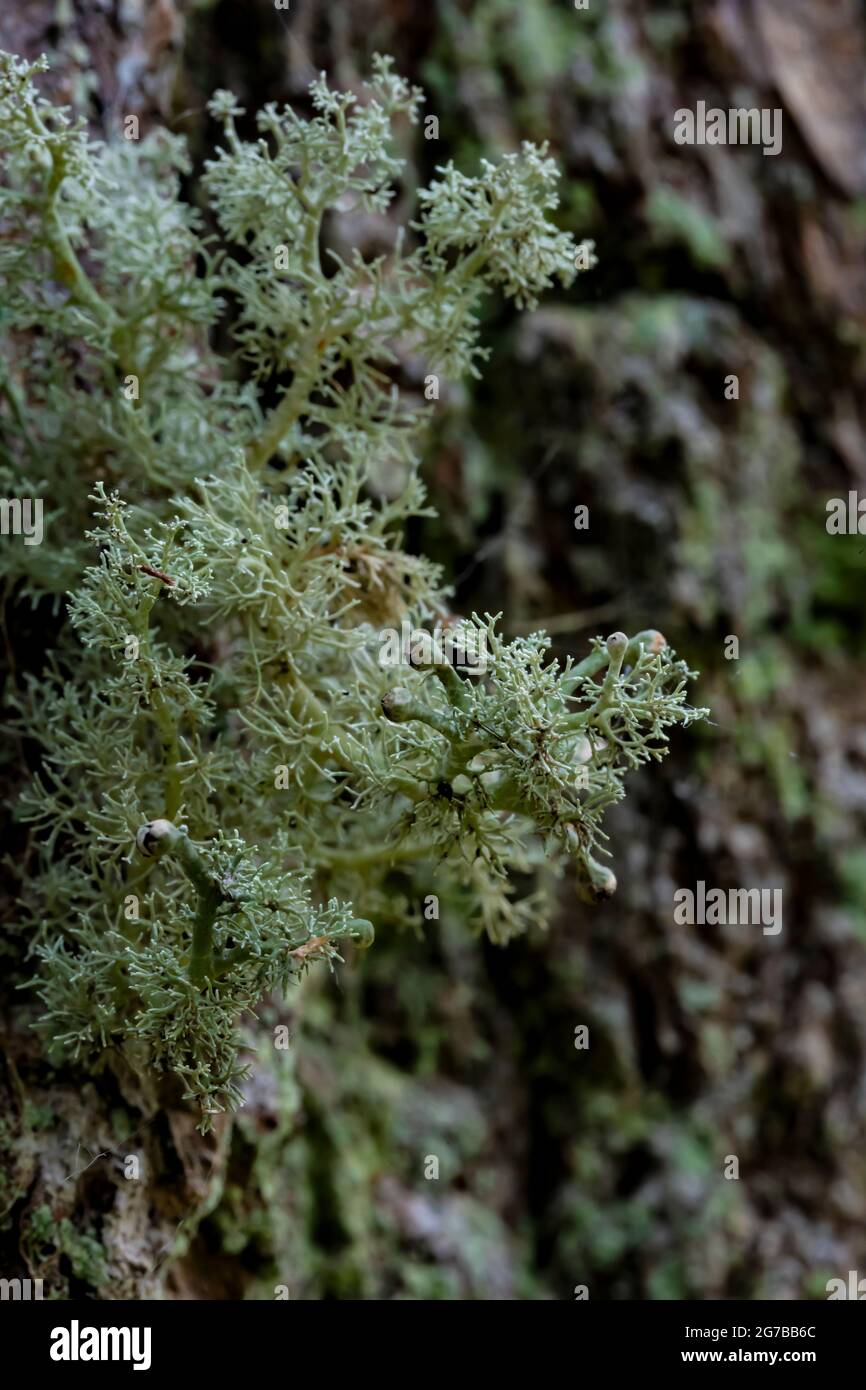 Globe Ball Lichen, Sphaerophorus globosus, on old growth conifer tree trunk along the Skookum Flats Trail, Mount Baker-Snoqualmie National Forest, Was Stock Photo