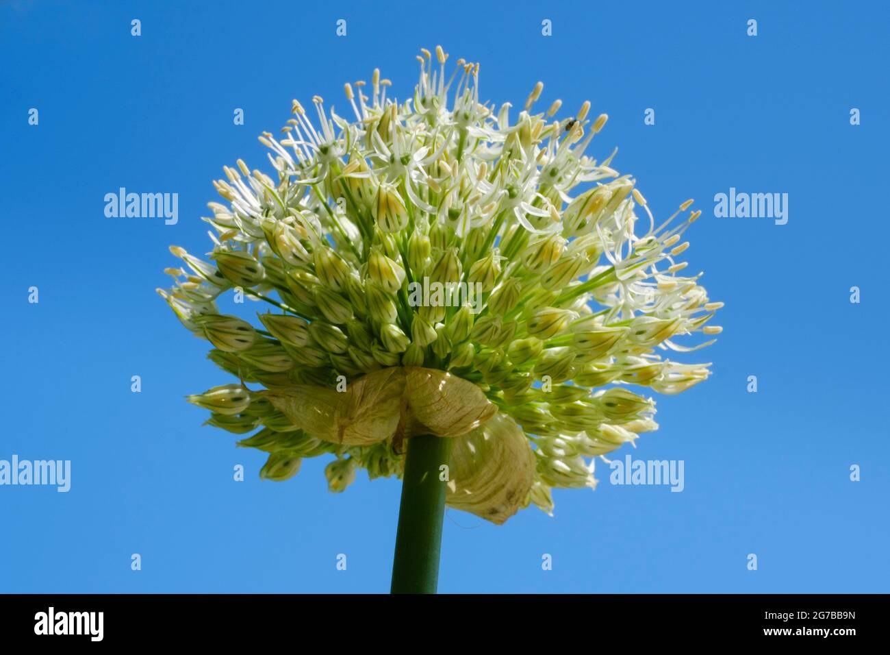 Giant Onion (Allium Giganteum), ornamental leek, North RhineWestphalia