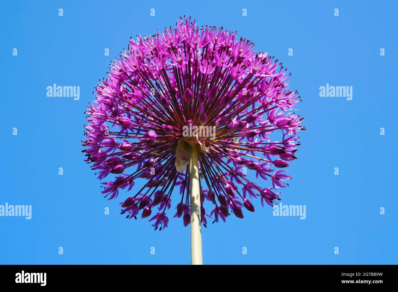 Giant Onion (Allium Giganteum), ornamental leek, North RhineWestphalia