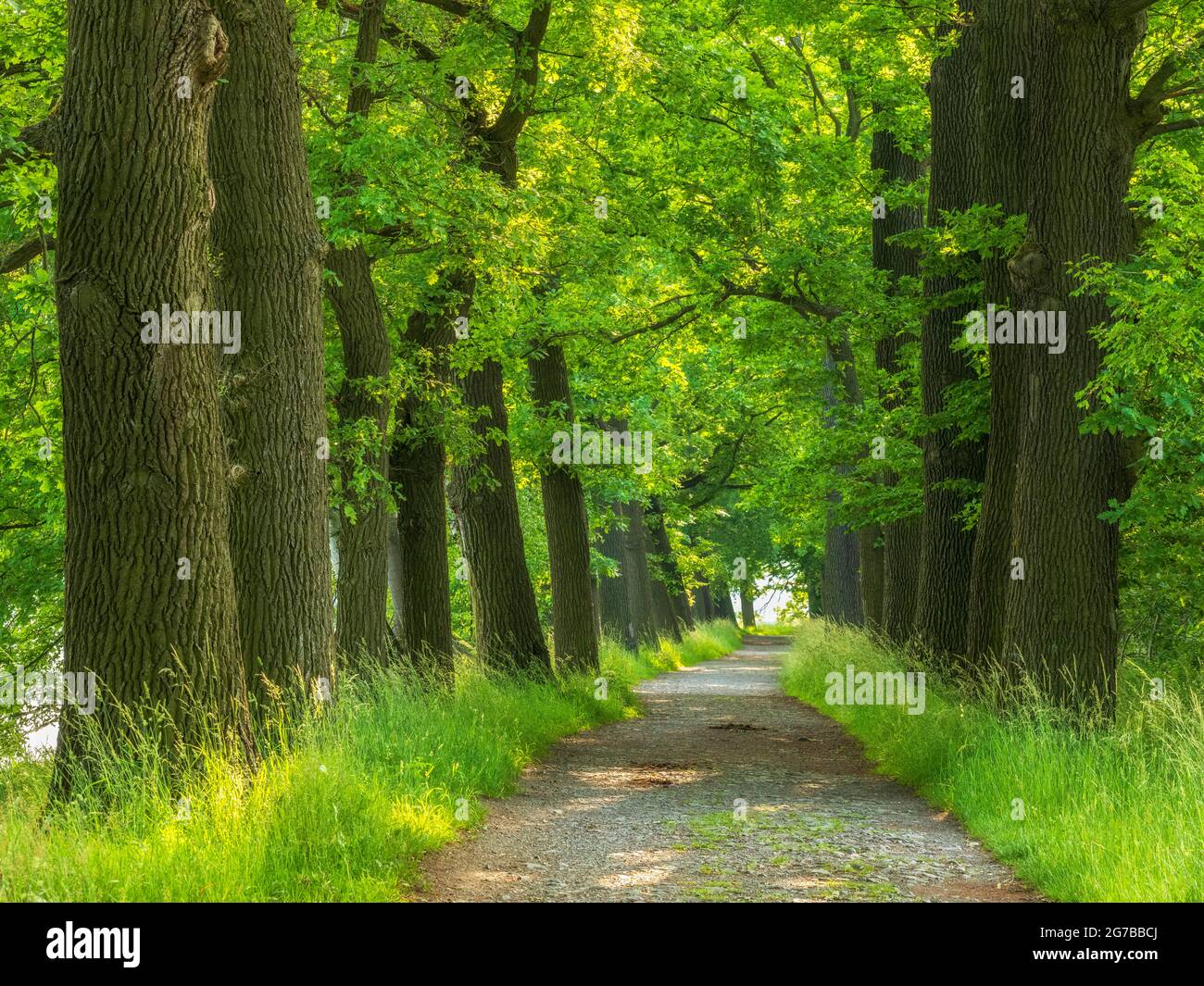 Oak avenue in the Plothen pond area, Thuringian Slate Mountains Upper Saale nature park Park, Saale-Orla district, Thuringia, Germany Stock Photo