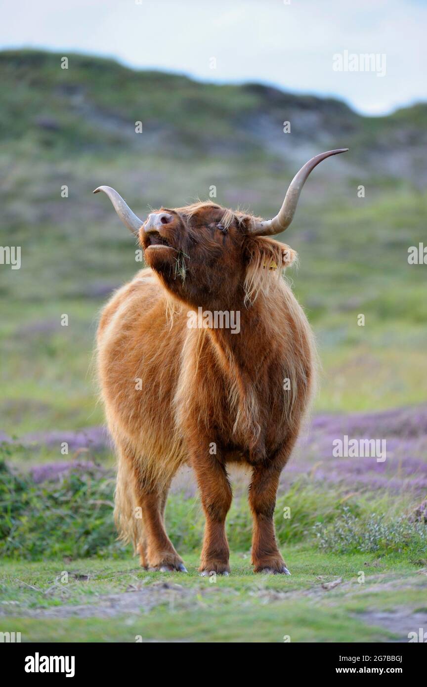 Scottish Highland Cattle, De Bollekamer Nature Reserve, Texel Island, North Holland, Netherlands Stock Photo