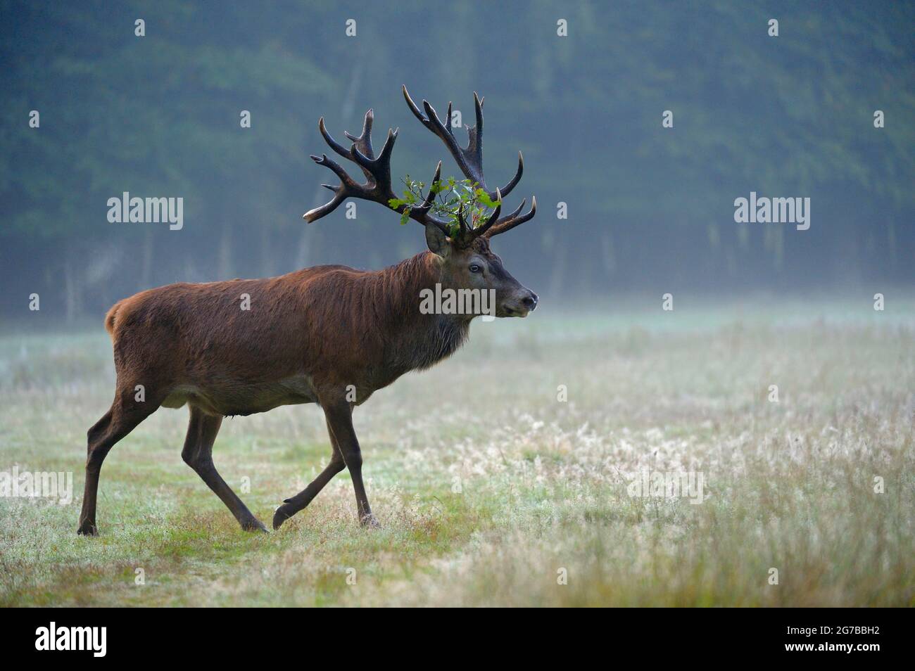 Red deer (Cervus elaphus), male, rutting season, morning haze Stock ...