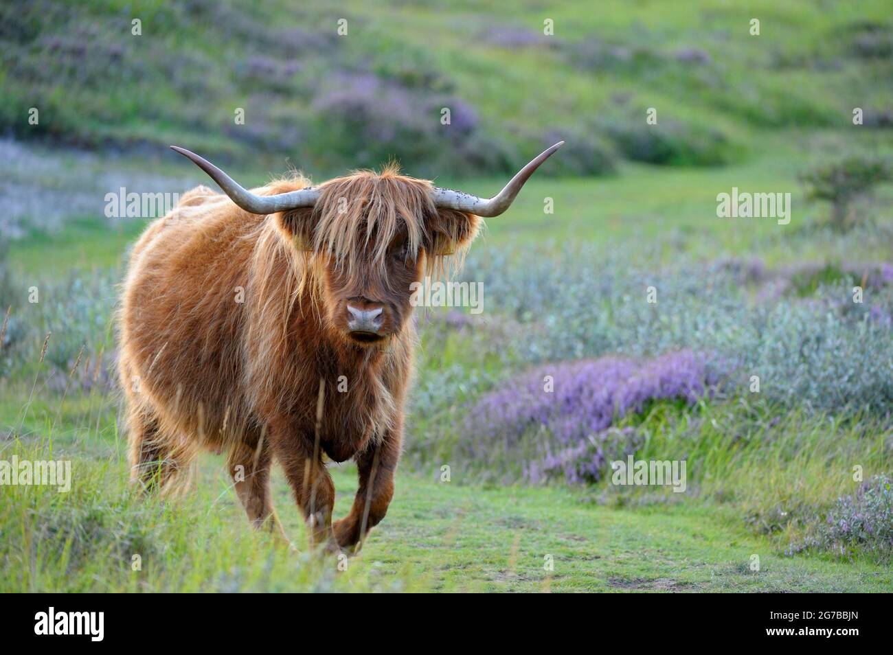 Scottish Highland Cattle, De Bollekamer Nature Reserve, Texel Island, North Holland, Netherlands Stock Photo