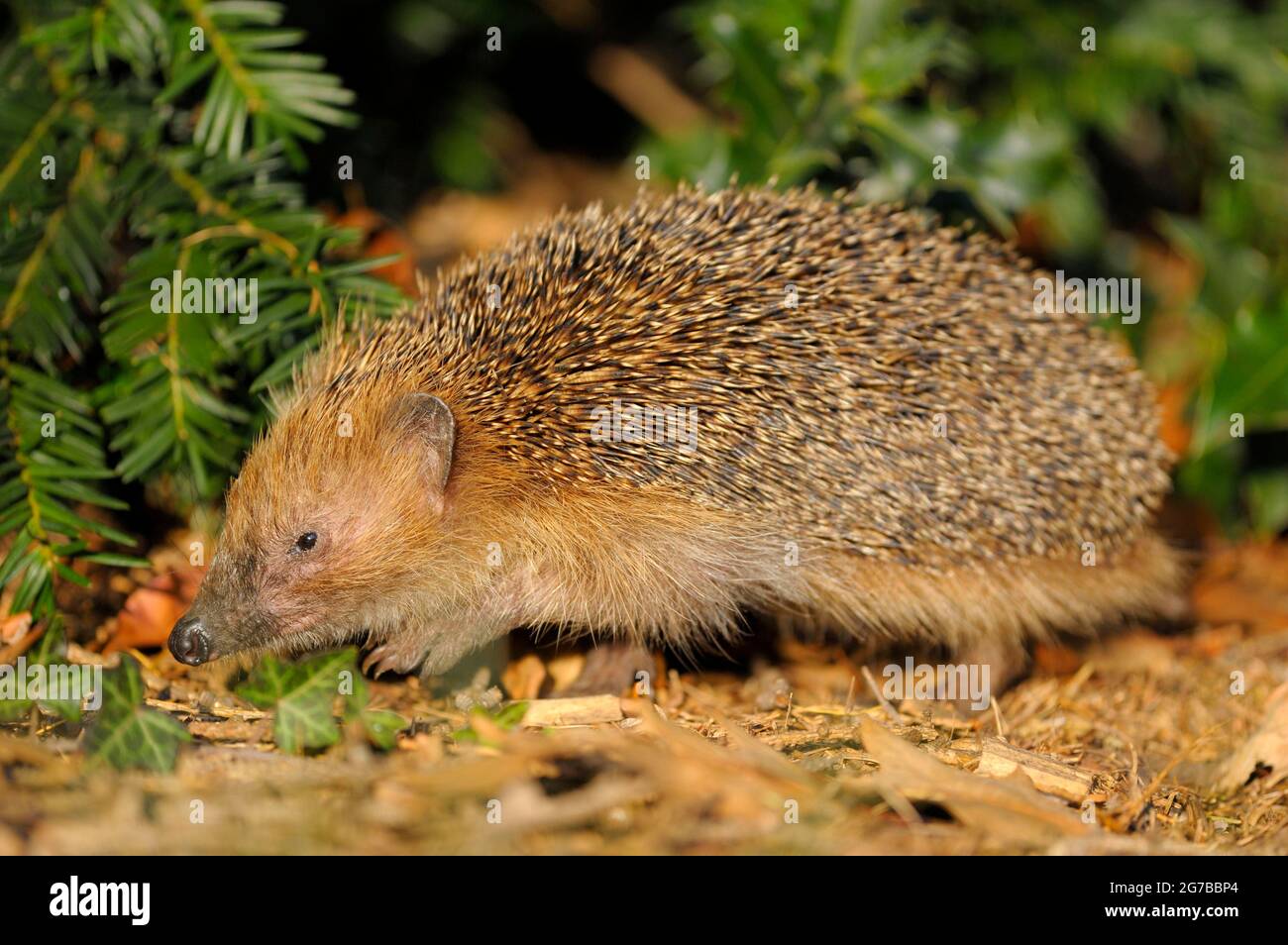 Brown breasted hedgehog hi-res stock photography and images - Alamy