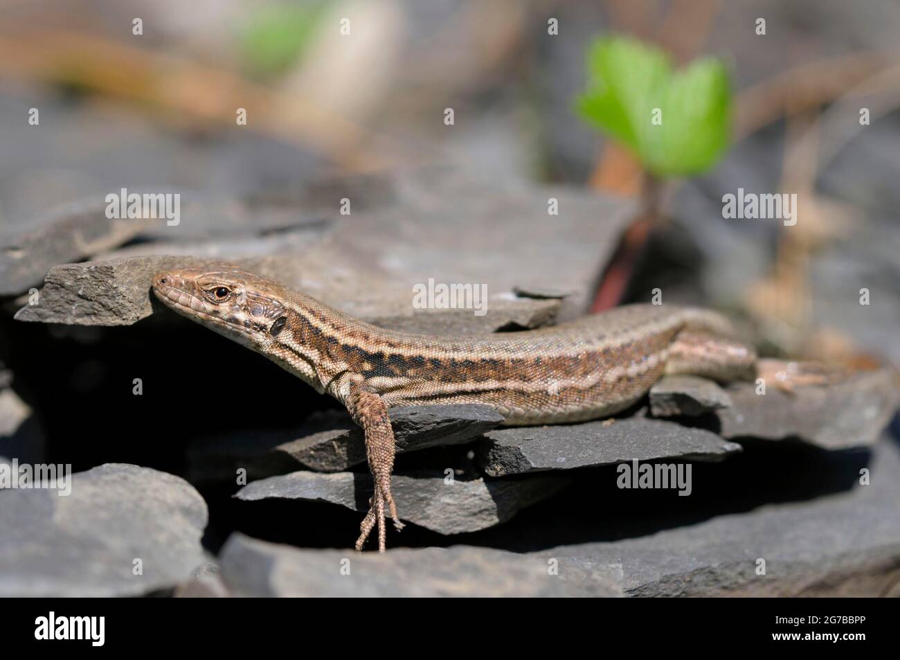 Wall lizard, sunbathing, North Rhine-Westphalia, Germany Stock Photo