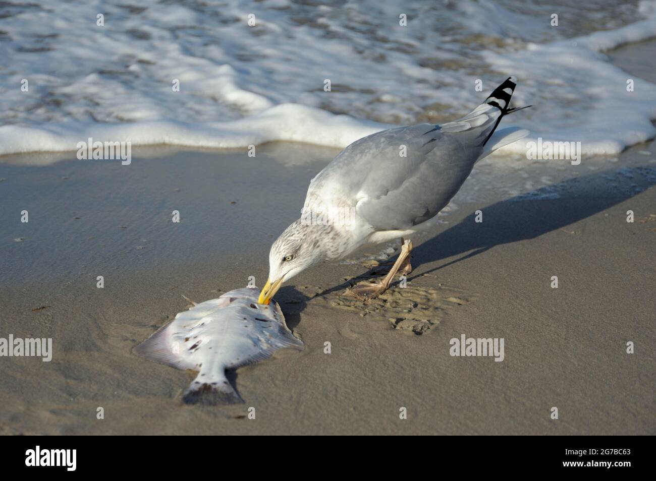 Herring Gull, Seagull, on Fishing Nets, on Hastings Old Town Stade beach,  East Sussex, UK. Larus Argentatus Stock Photo - Alamy