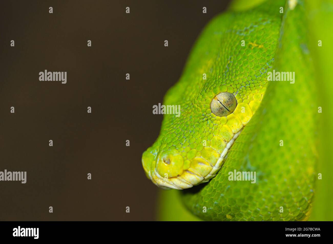Green Tree Pythons (Morelia viridis) Stock Photo