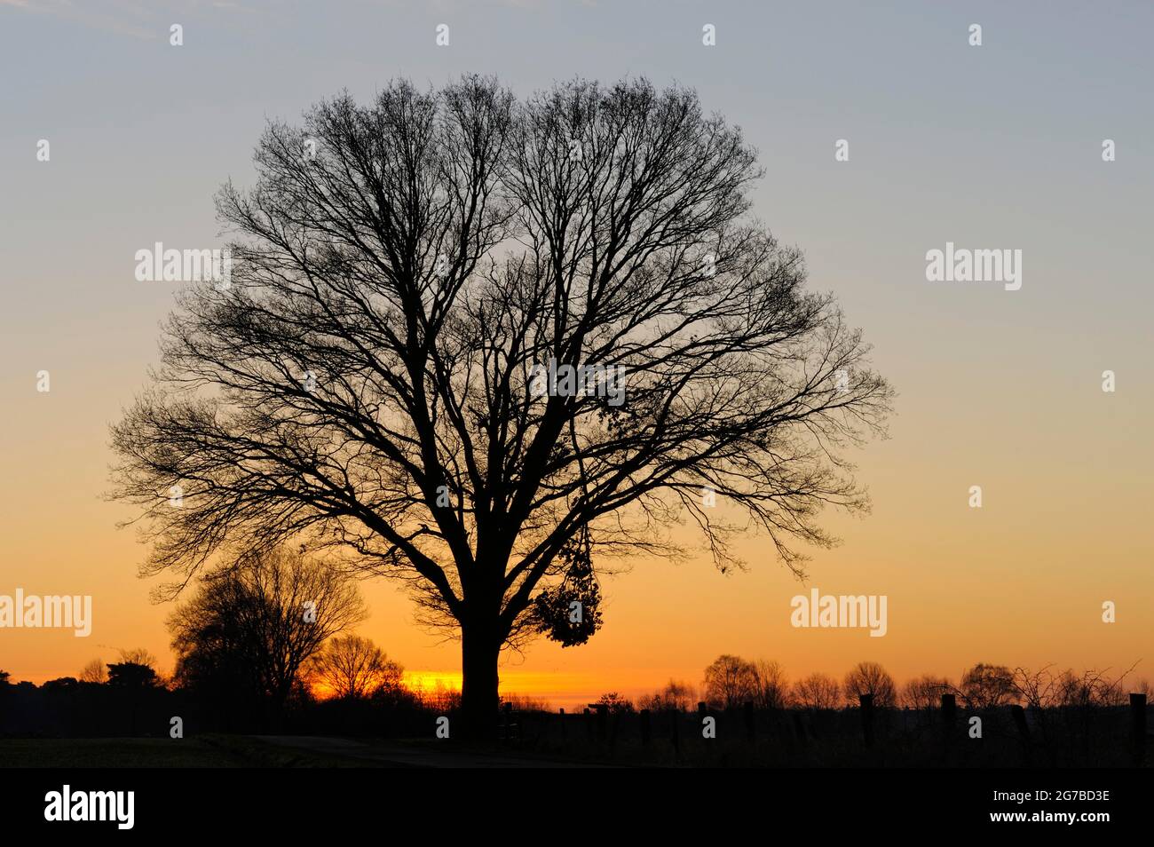 February sunrise oak tree hi-res stock photography and images - Alamy