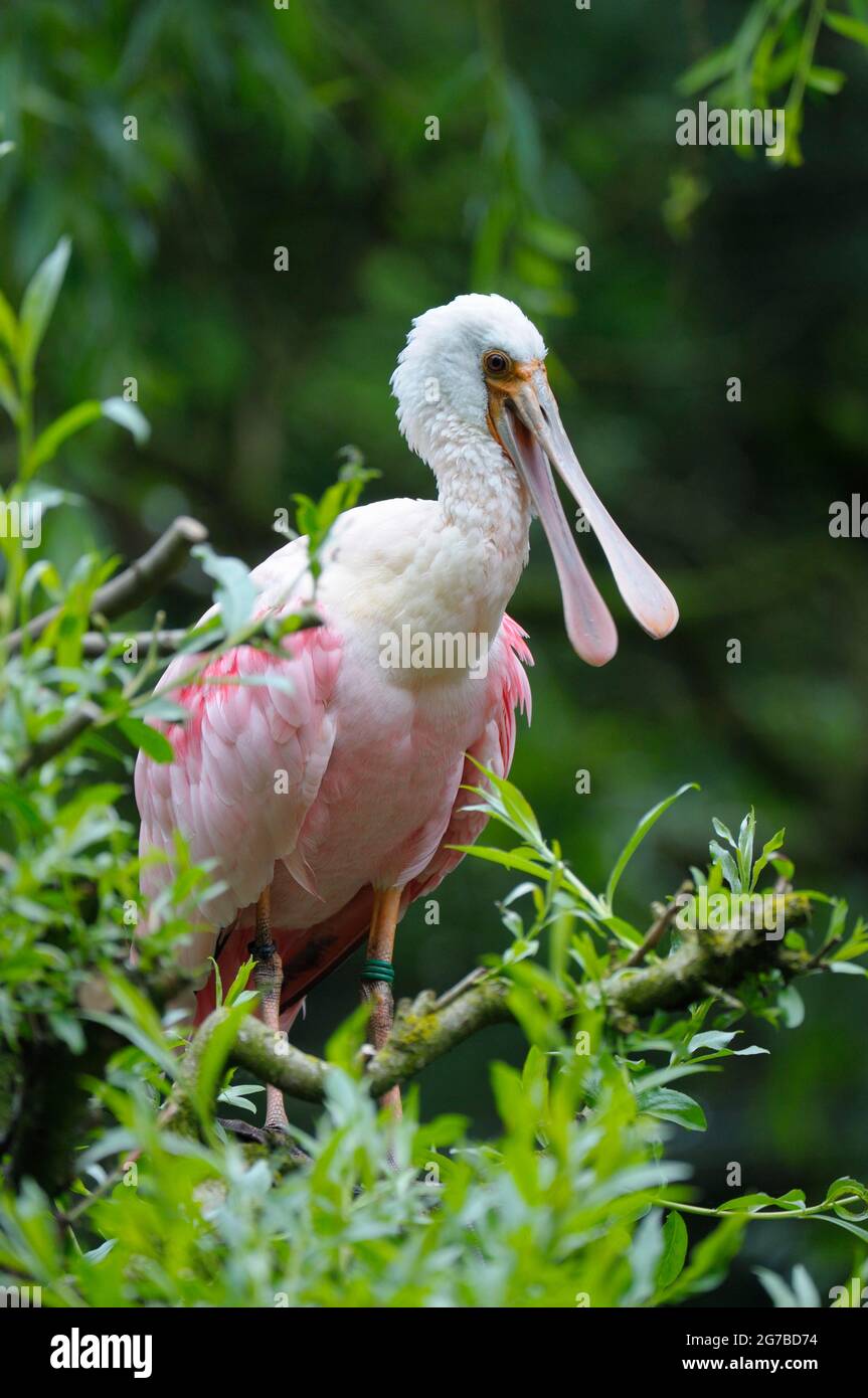 Mature spoonbill hi-res stock photography and images - Alamy