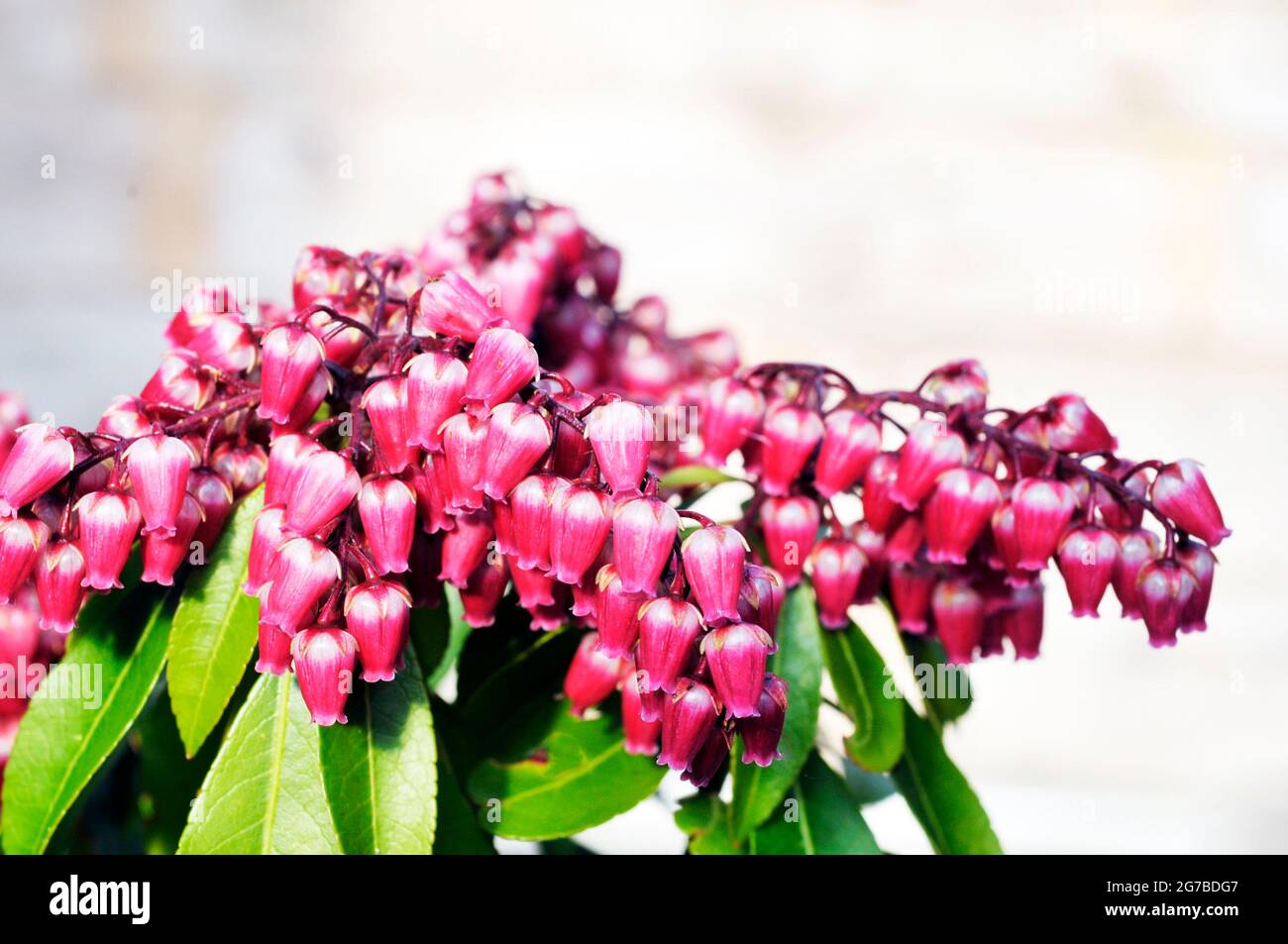 Close up of flowers of Pieris Ericaceae 'Valley Valentine' showing dark red and white urn shaped flowers. Stock Photo