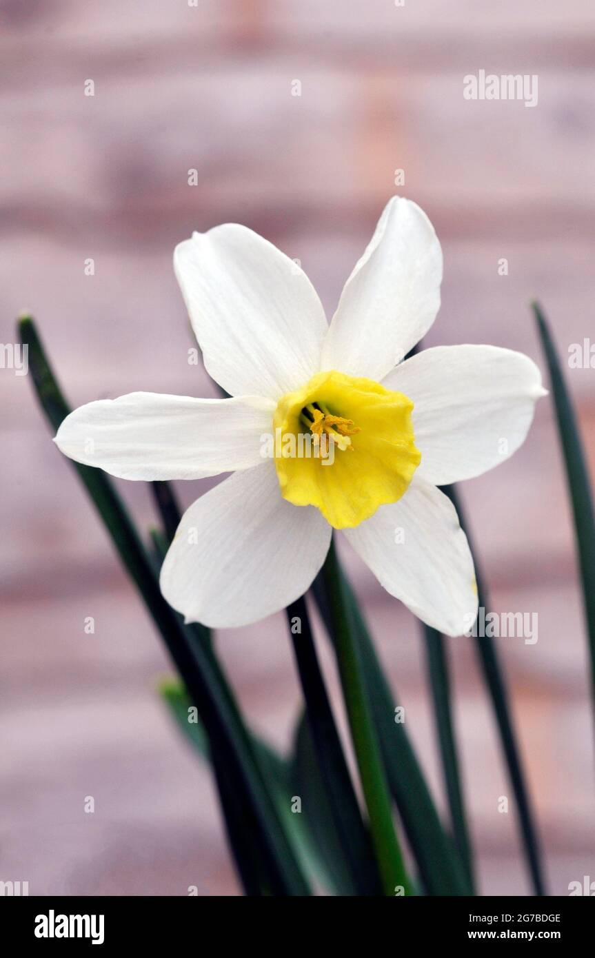 Close up of Narcissus Jack Snipe in spring Narcissus Jack Snipe is white  and yellow a division 6 Cyclamineus perennial daffodil that is clump  forming Stock Photo - Alamy