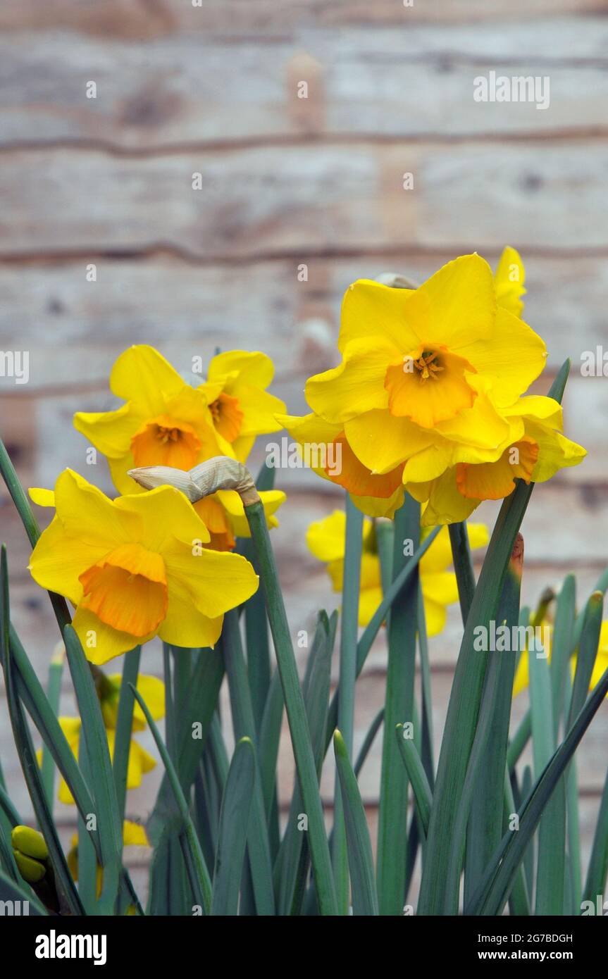 Close up of Narcissus Martinette  in border in spring  Narcissus Martinette is yellow and orange a division 8 Tazetta daffodil that is clump forming Stock Photo