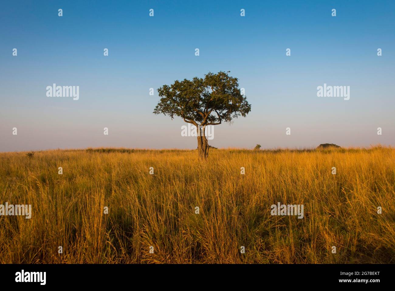 Lonely tree in the Savannah of the Murchison Falls National Park, Uganda, Africa Stock Photo