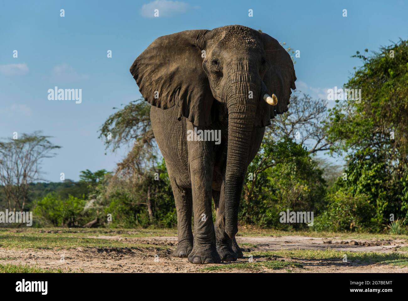 African elephant (Loxodonta africana), Murchison Falls National Park, Uganda, Africa Stock Photo