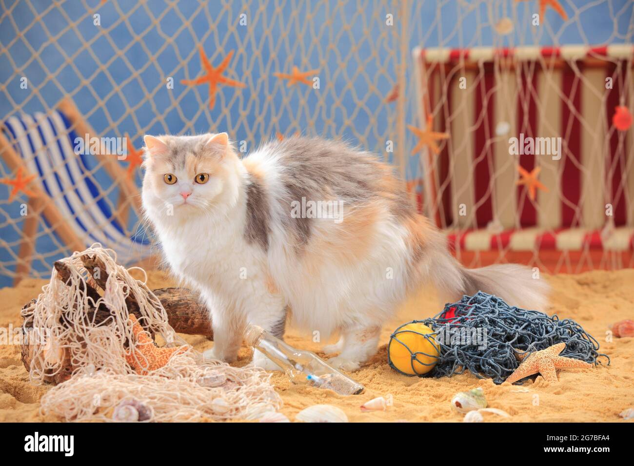 British longhair cat, bluetorbiemackerelwhite, Highlander, Lowlander