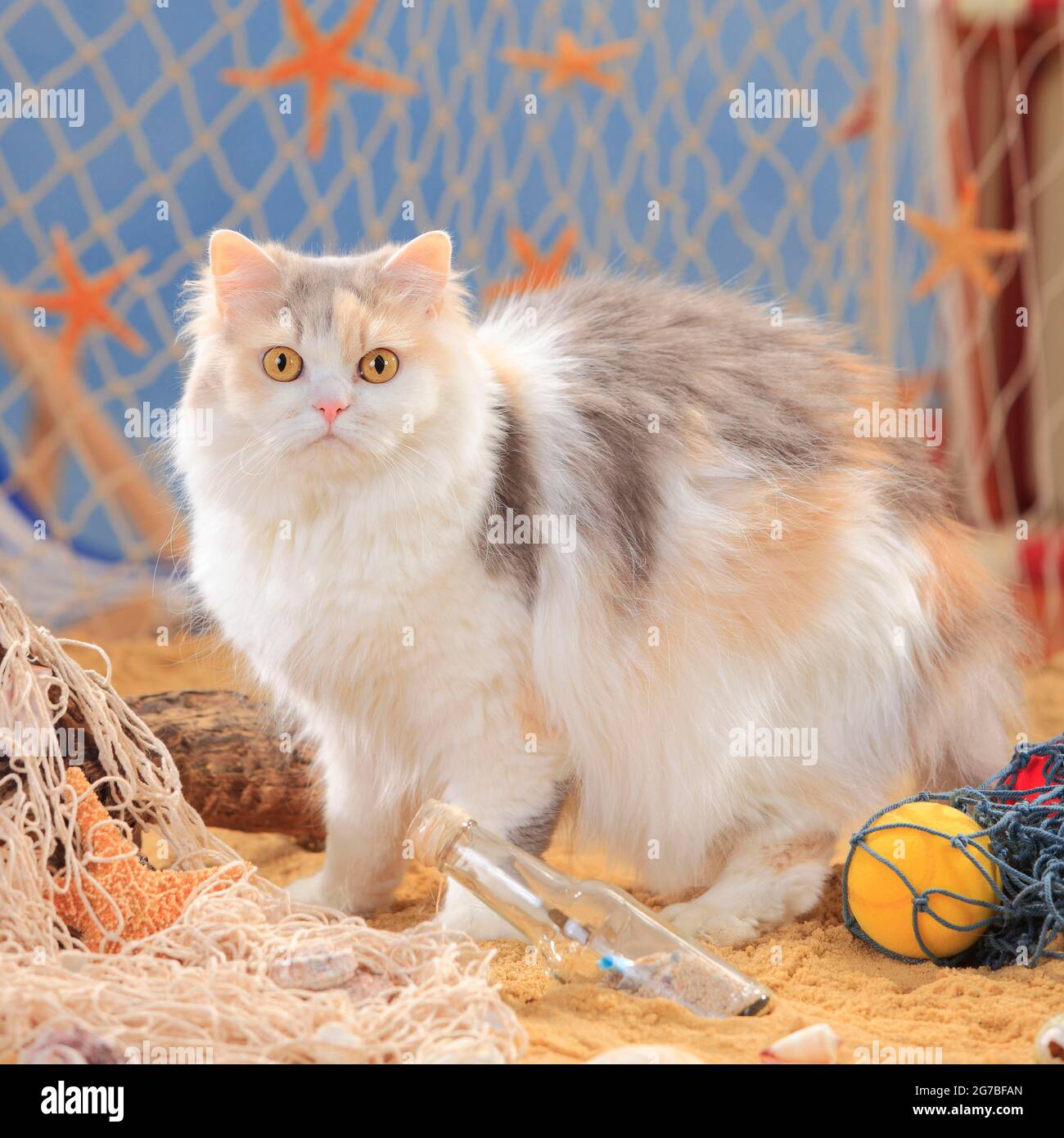 British longhair cat, bluetorbiemackerelwhite, Highlander, Lowlander