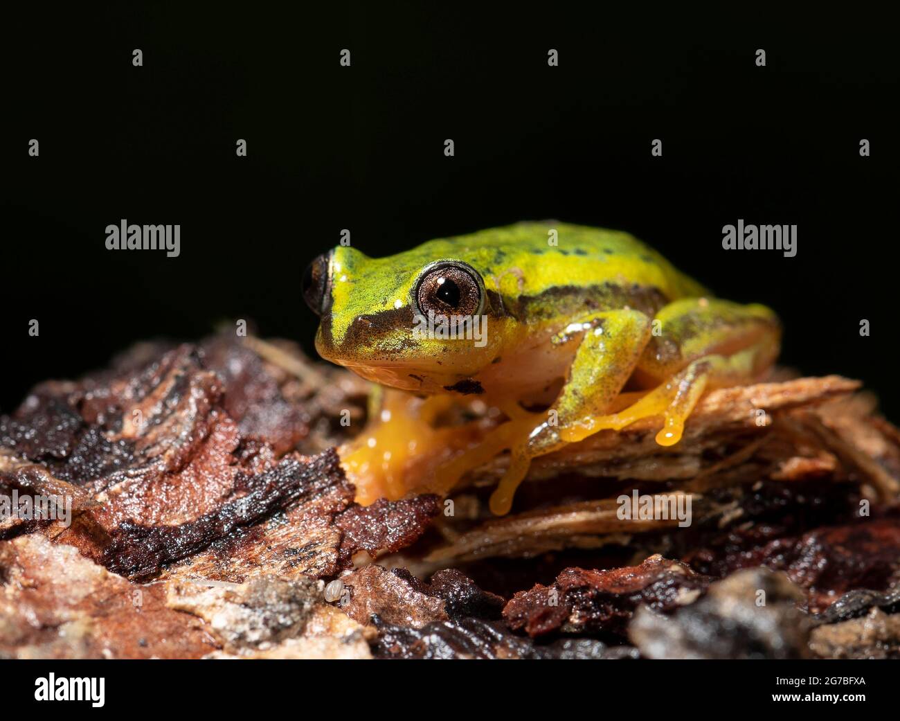 A frog (Mantidactylus ssp) in the rainforest of Ranomafana, in the southwest of Madagascar Stock Photo