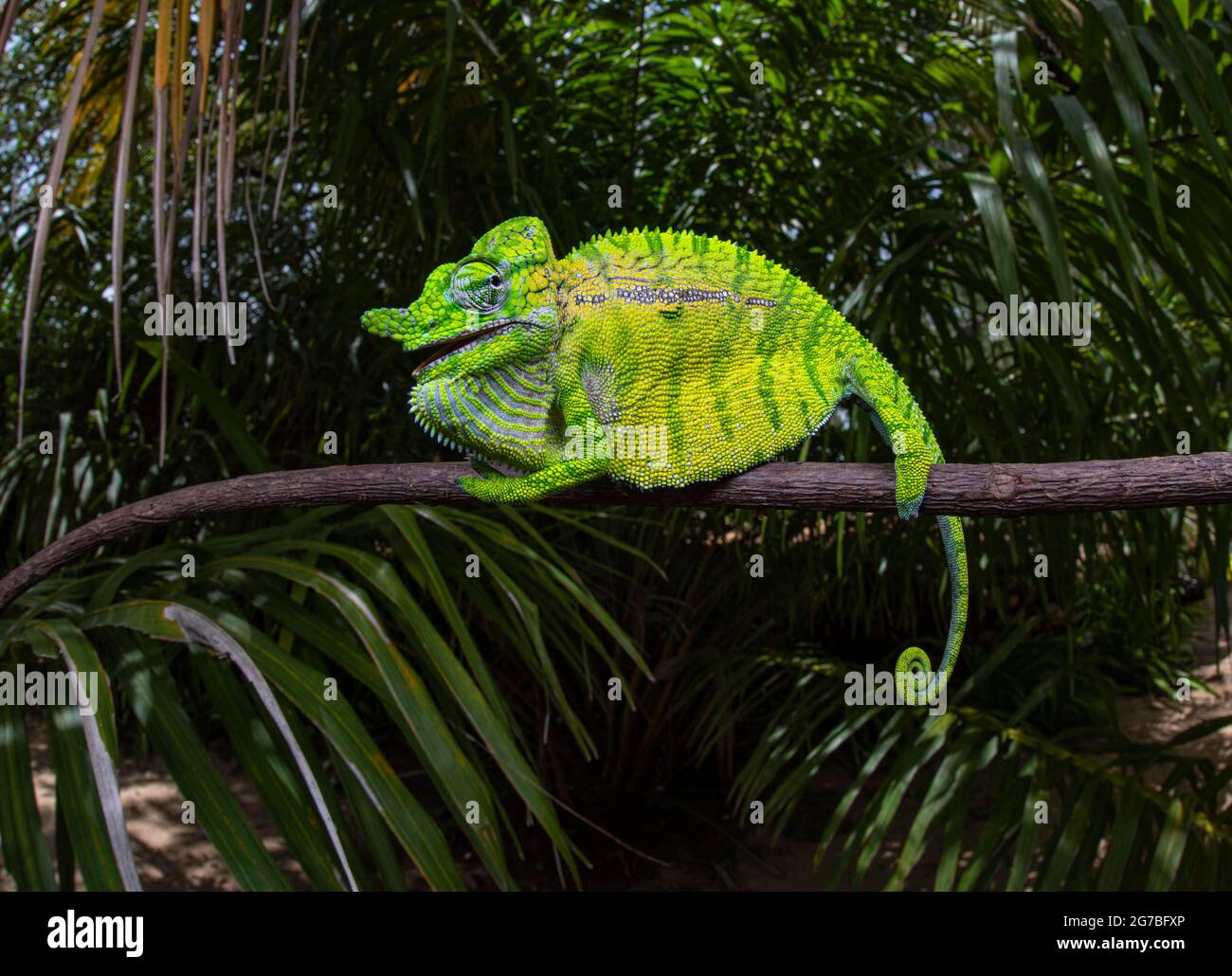 Epic's Interactive Blog: Reptiles found in the Kruger - The