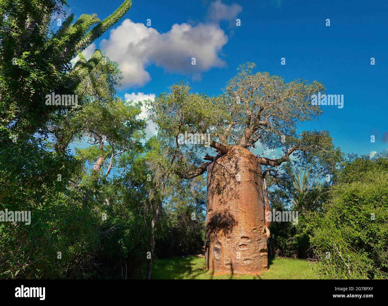 Baobab (Andasonia za) in the Reniala Reserve in the southwest of Madagascar Stock Photo