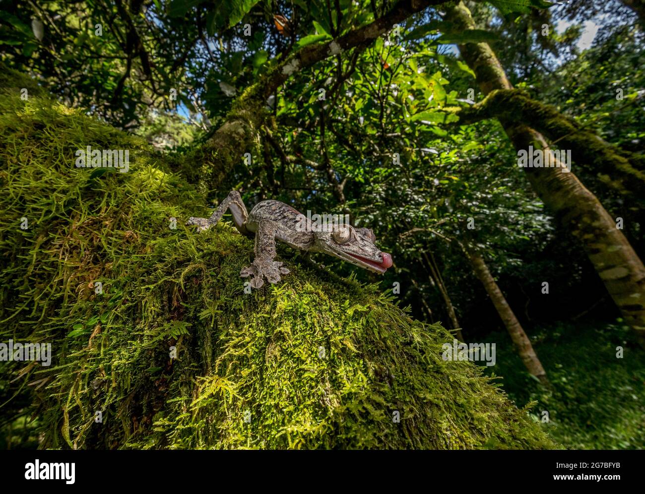 Large leaf-tailed gecko (Uroplatus gigantaeus) in the rainforests of northern Madagascar, Madagascar Stock Photo