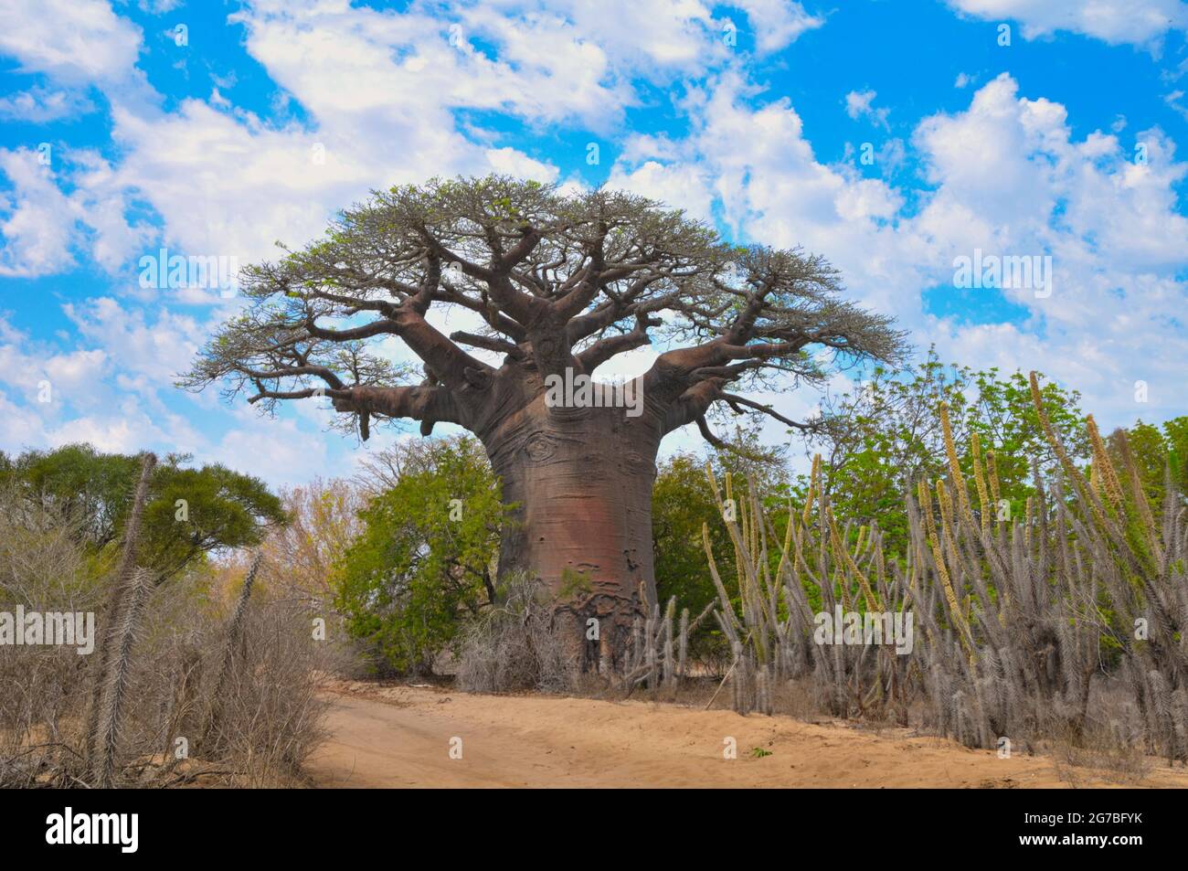 Baobab (Andasonia za) from Morombe in the southwest of Madagascar Stock Photo