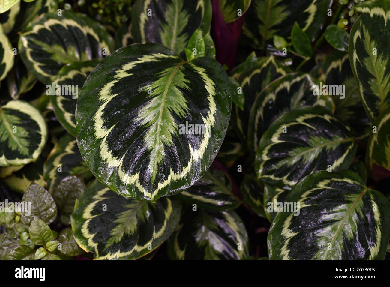 The leaves of a Rose Painted Calathea (Goeppertia roseoptica)  plant on display at the Muttart Conservatory in Edmonton, Alberta, Canada. The plant is Stock Photo
