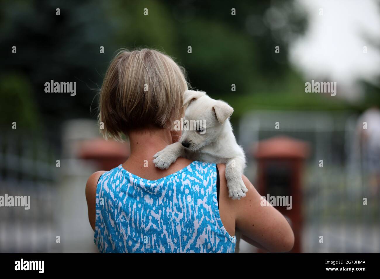 Young white dog posing for photos on green grass Stock Photo - Alamy