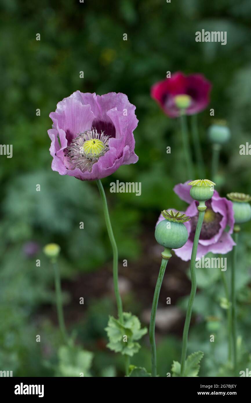 Opium poppy, (Papaver somniferum), flowering plant of the family Papaveraceae, native to Turkey, in a garden in England, United Kingdom Stock Photo