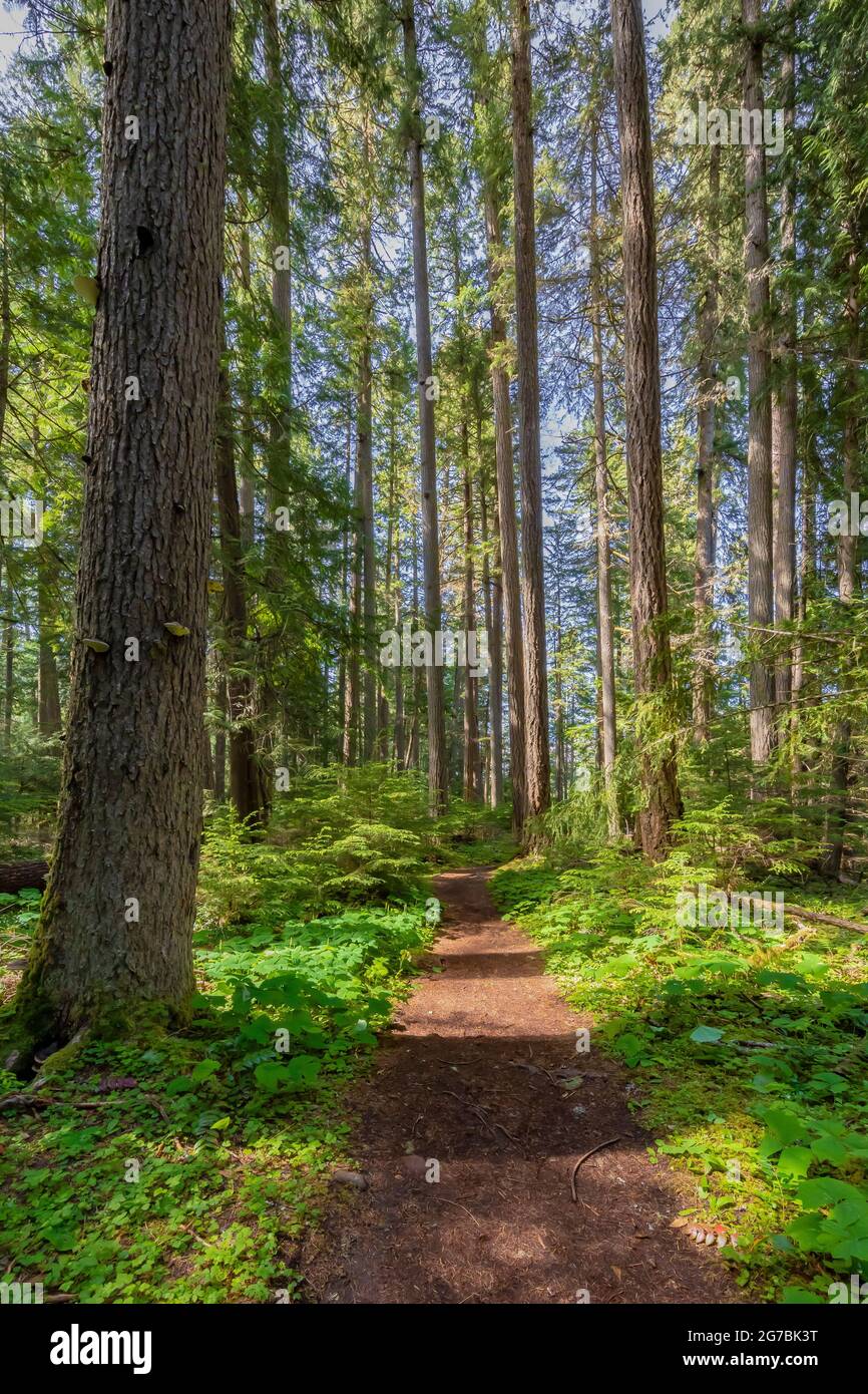 Skookum Flats Trail, Mount BakerSnoqualmie National Forest, Washington