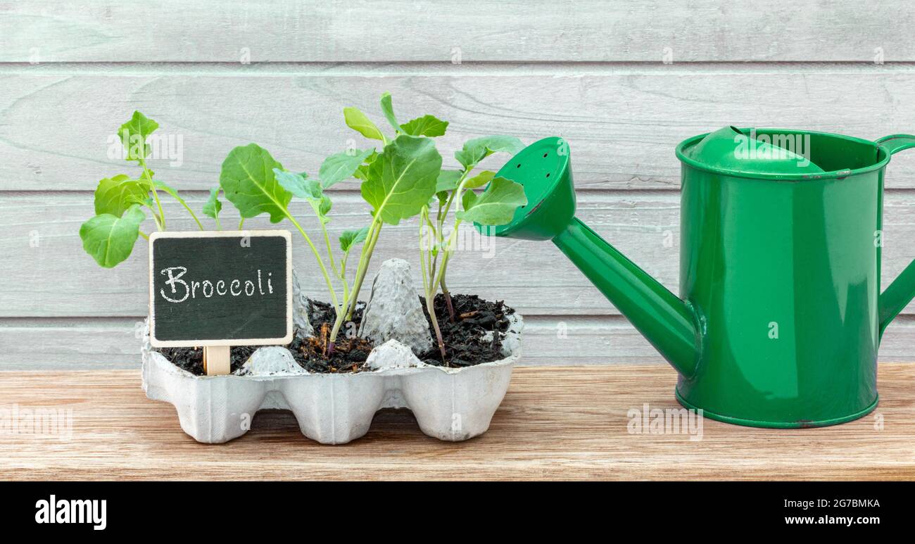 Recycled egg box used to grow seedlings, green watering can on work bench, recycle reuse