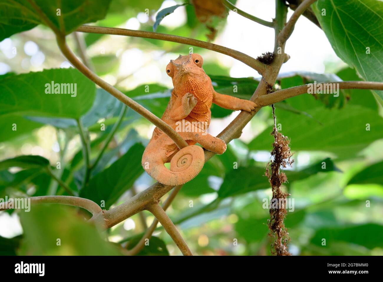 Femal panther chameleon Stock Photo