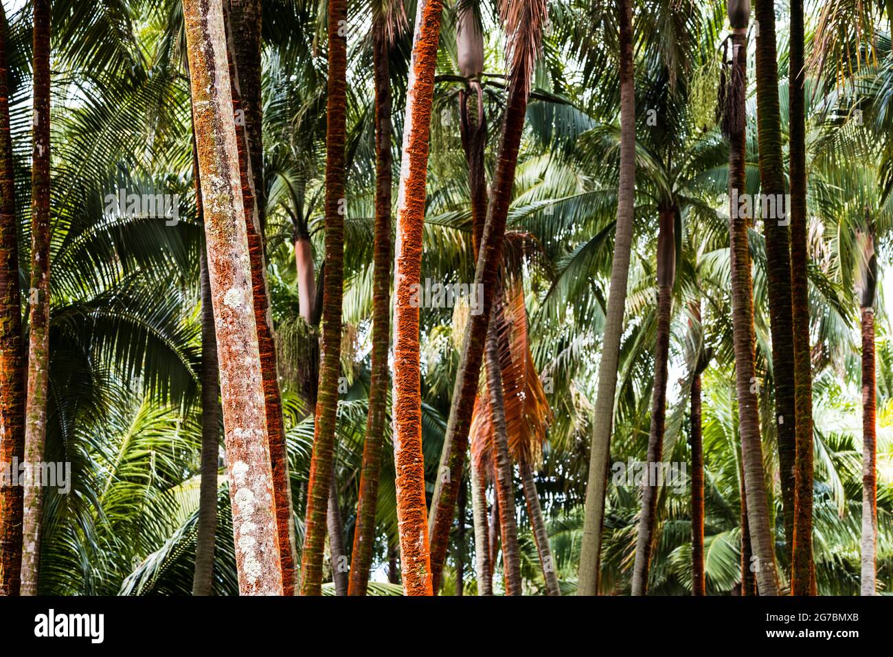 Details of plam tree trunks Stock Photo - Alamy