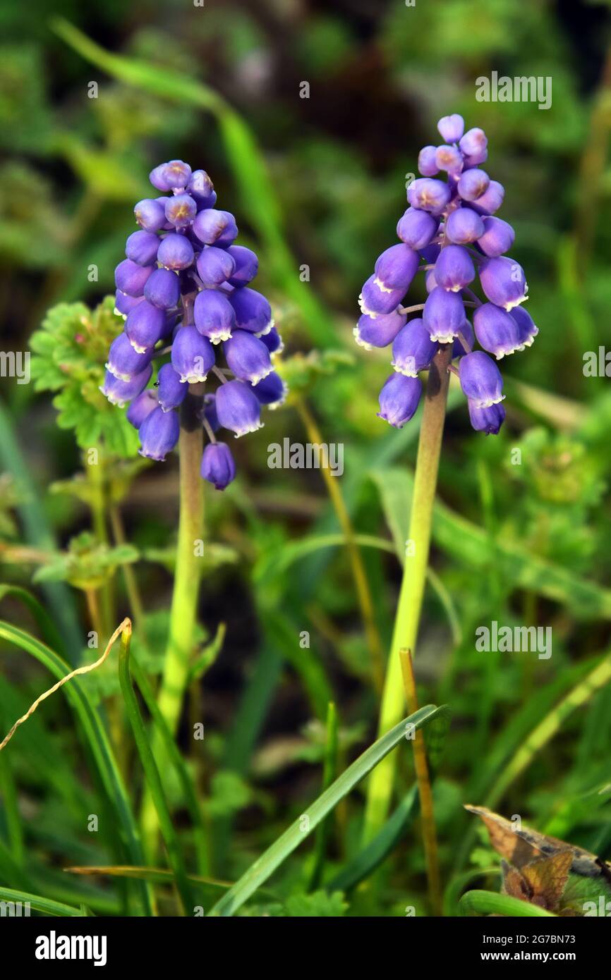 Purple grape hyacinth flower in bloom. Stock Photo