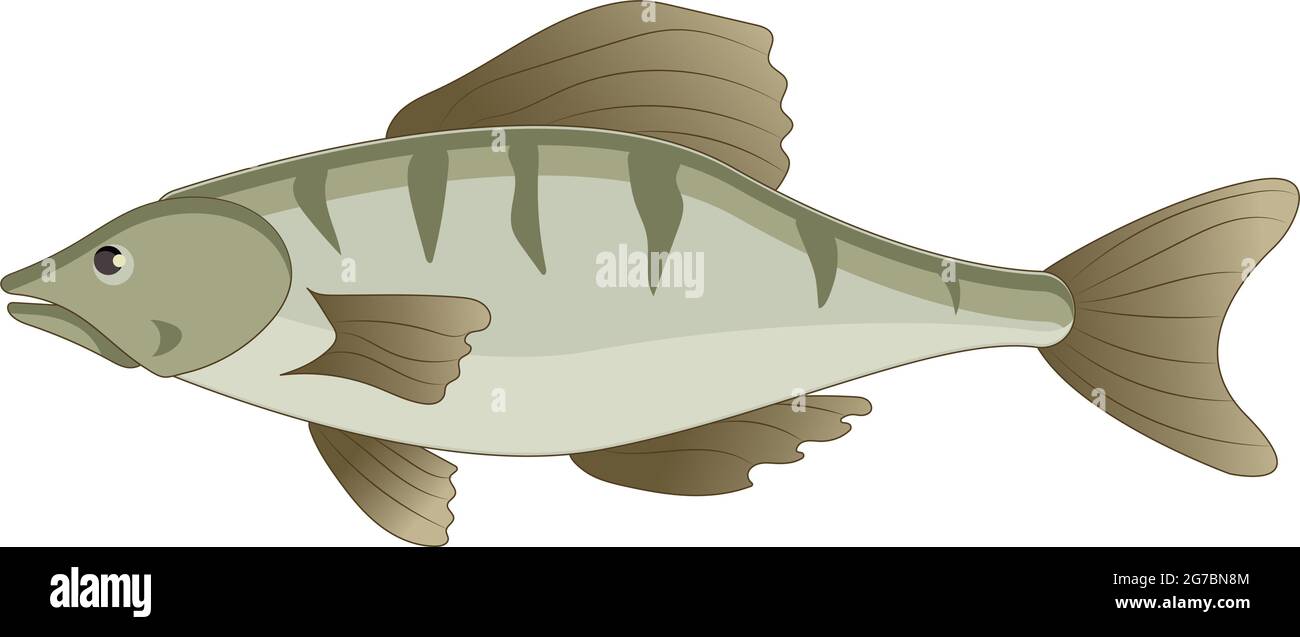 Fresh fish perch on white background - Vector illustration Stock Vector