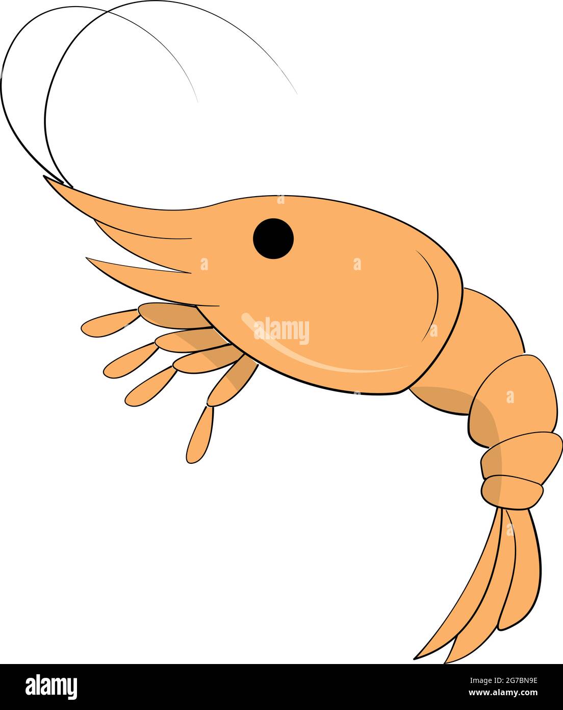 Realistic fresh shrimp on white background - Vector illustration Stock Vector